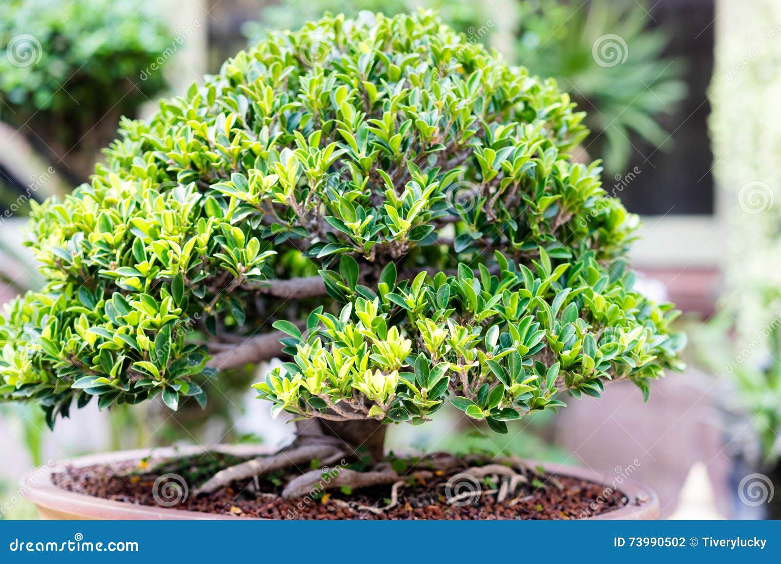 Bonsai banyan tree stock photo. Image of grass, hobby 73990502