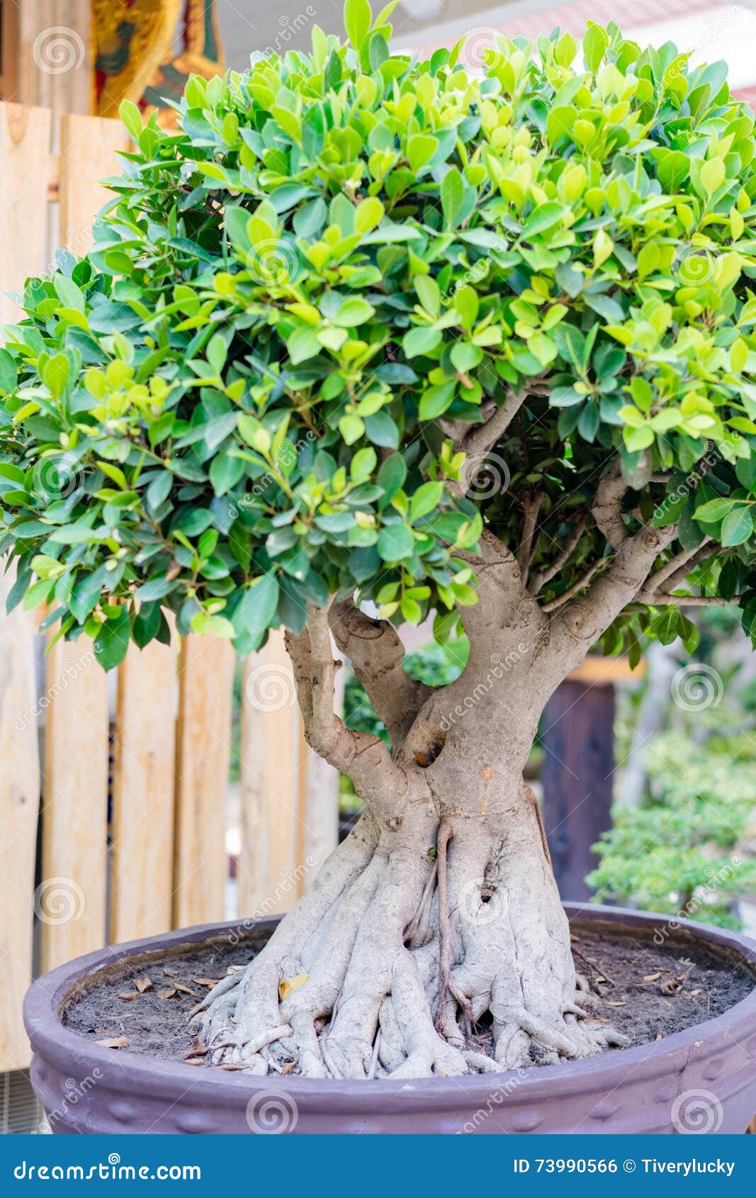 Bonsai banyan tree stock photo. Image of nature, hobby 73990566