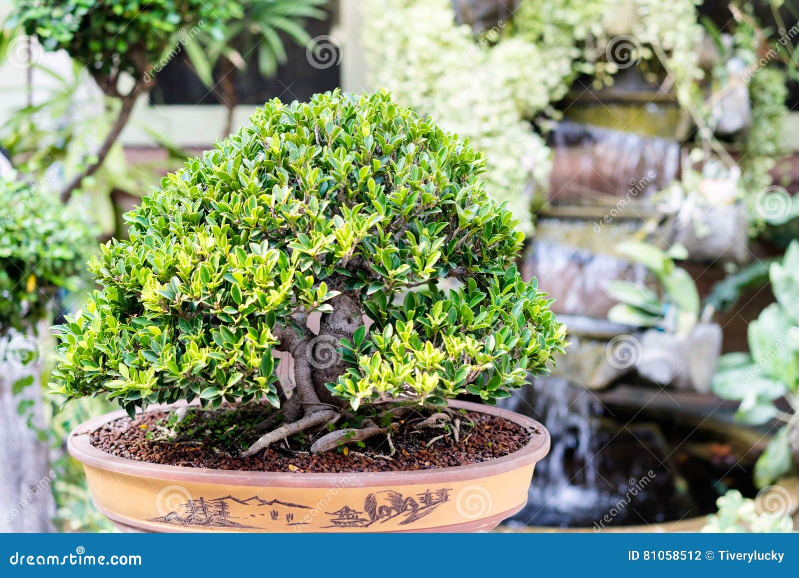 Bonsai banyan tree stock photo. Image of green, decoration 81058512