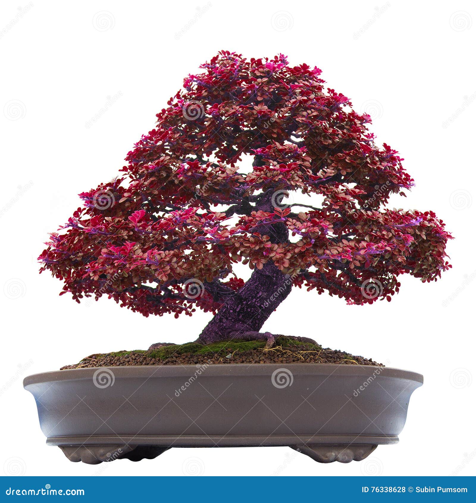 Bonsai Banyan Tree, Isolated On White Stock Photo Image of botanical