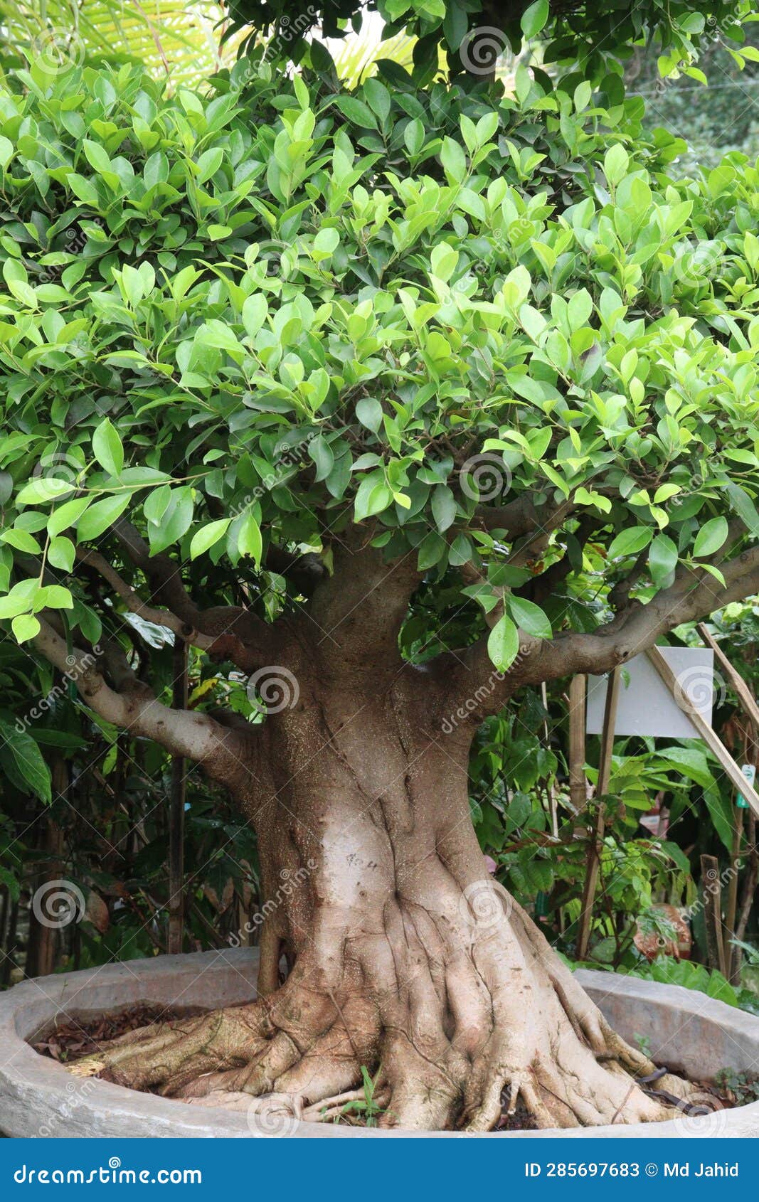 Bonsai Banyan Tree on Pot in Farm Stock Image Image of cultivated