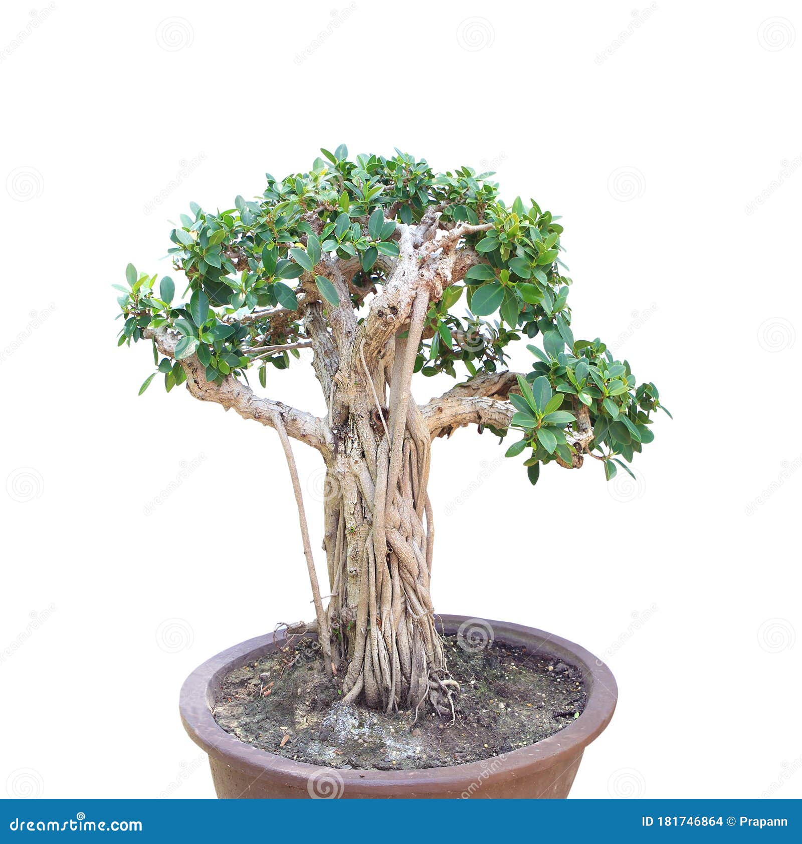 A Bonsai Banyan Tree on White Background Stock Photo Image of
