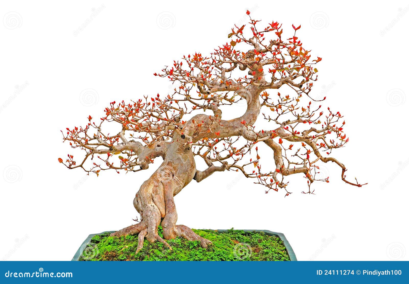 bonsai cascade plant