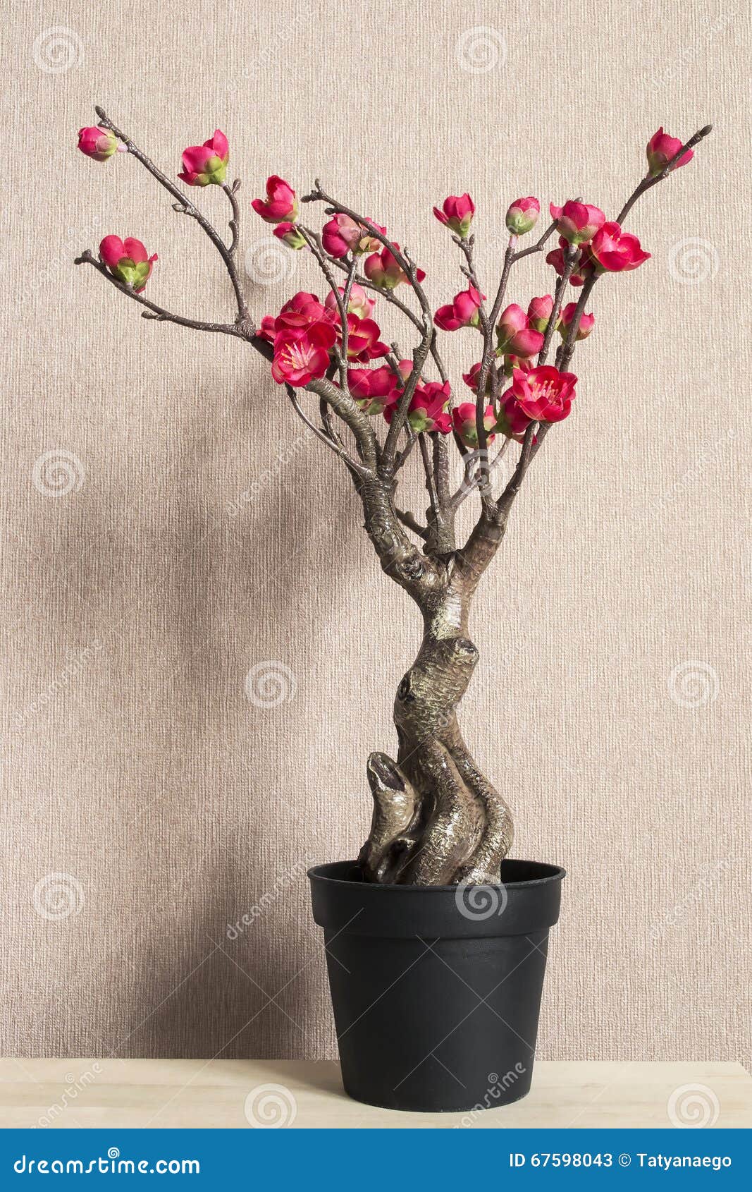 Bonsai cherry blossom stock image. Image of asian, blossoms 67598043