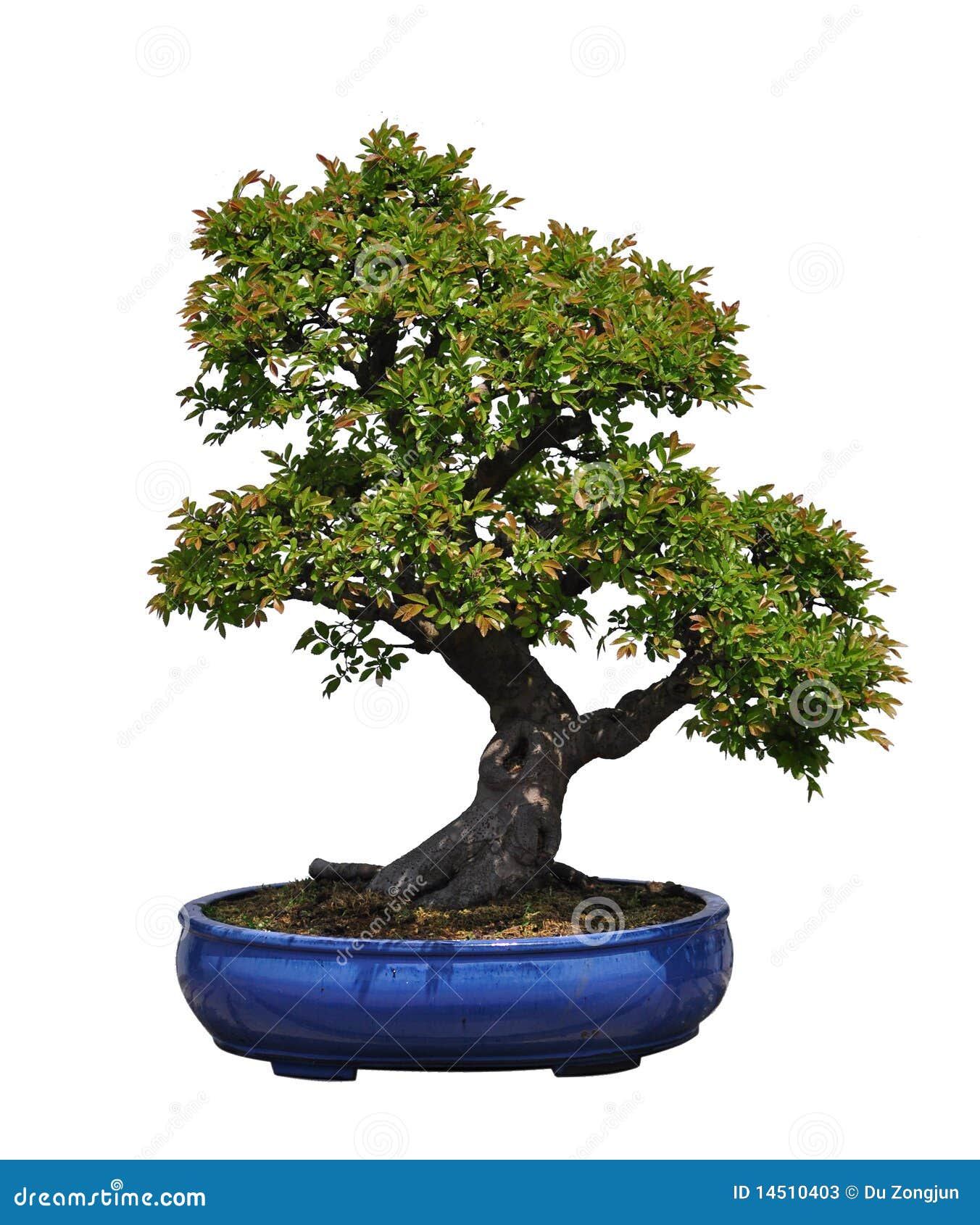 Bonsai of Chinese elm stock image. Image of tropical 14510403