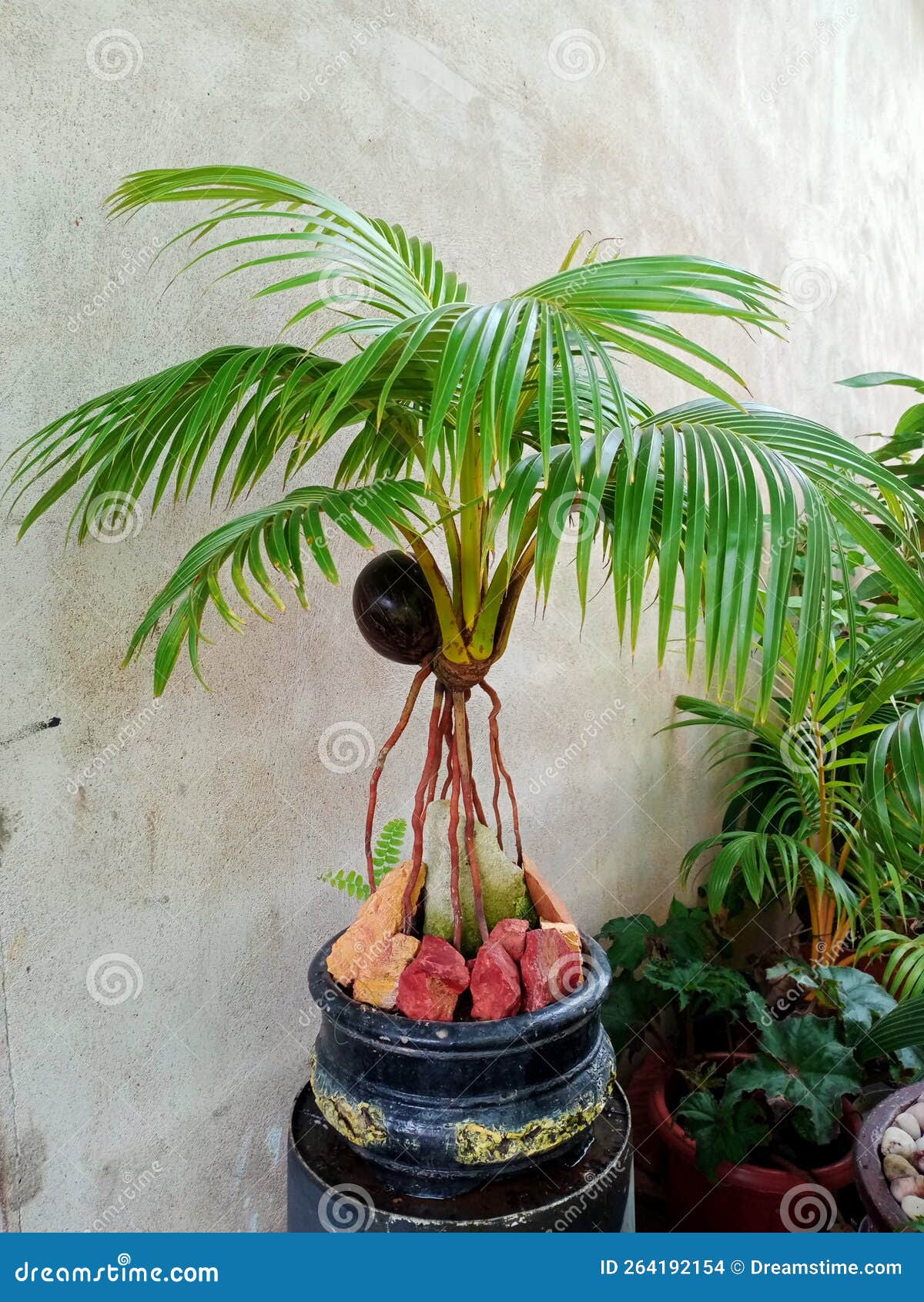 Bonsai Coconut for the Borneo Stock Photo Image of leaf, tropics