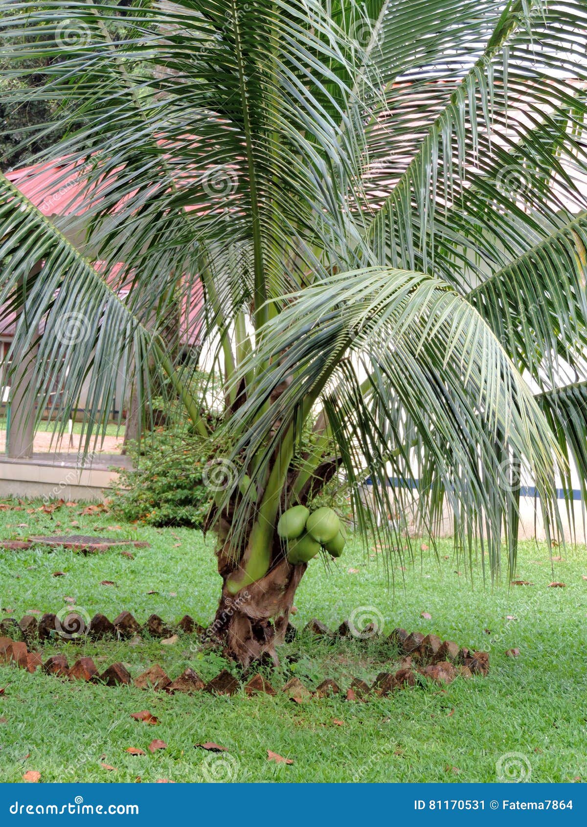  Bonsai  Coconut  tree  stock image Image of plant fruit  