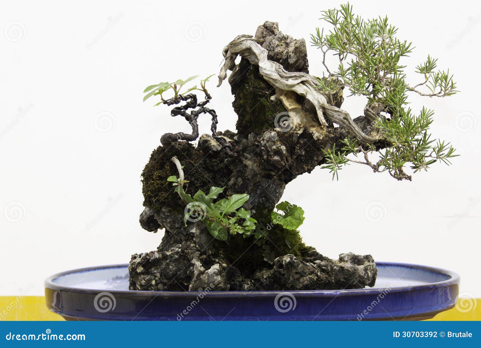 Bonsai stock photo. Image of officinalis, botany, rosemary 30703392