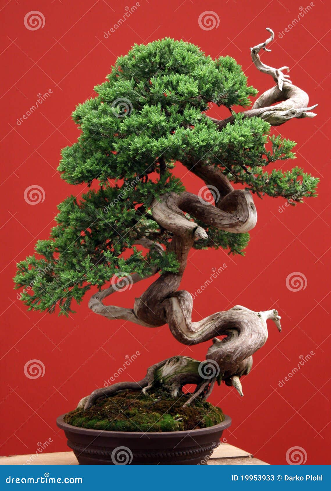 bonsai conifer