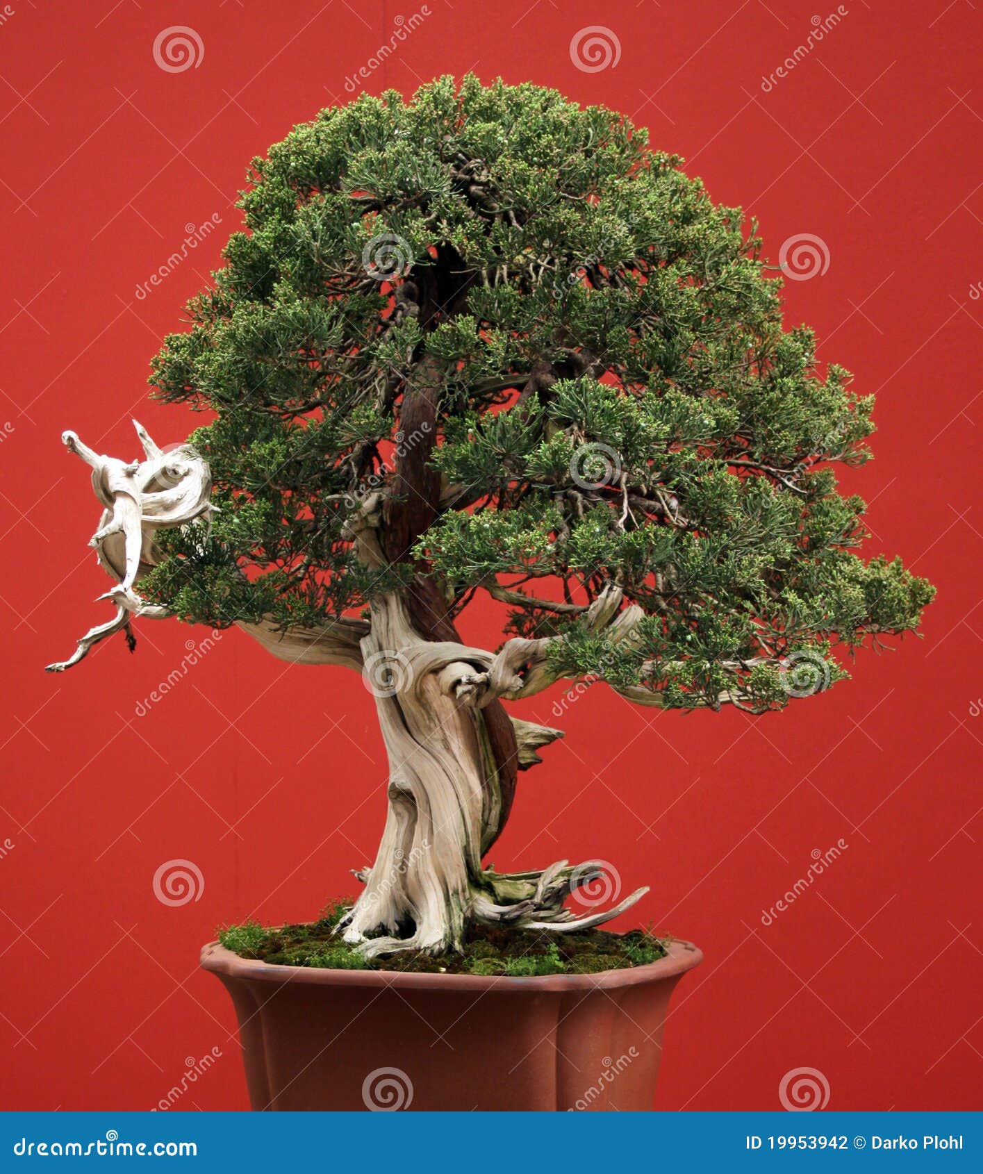 bonsai conifer