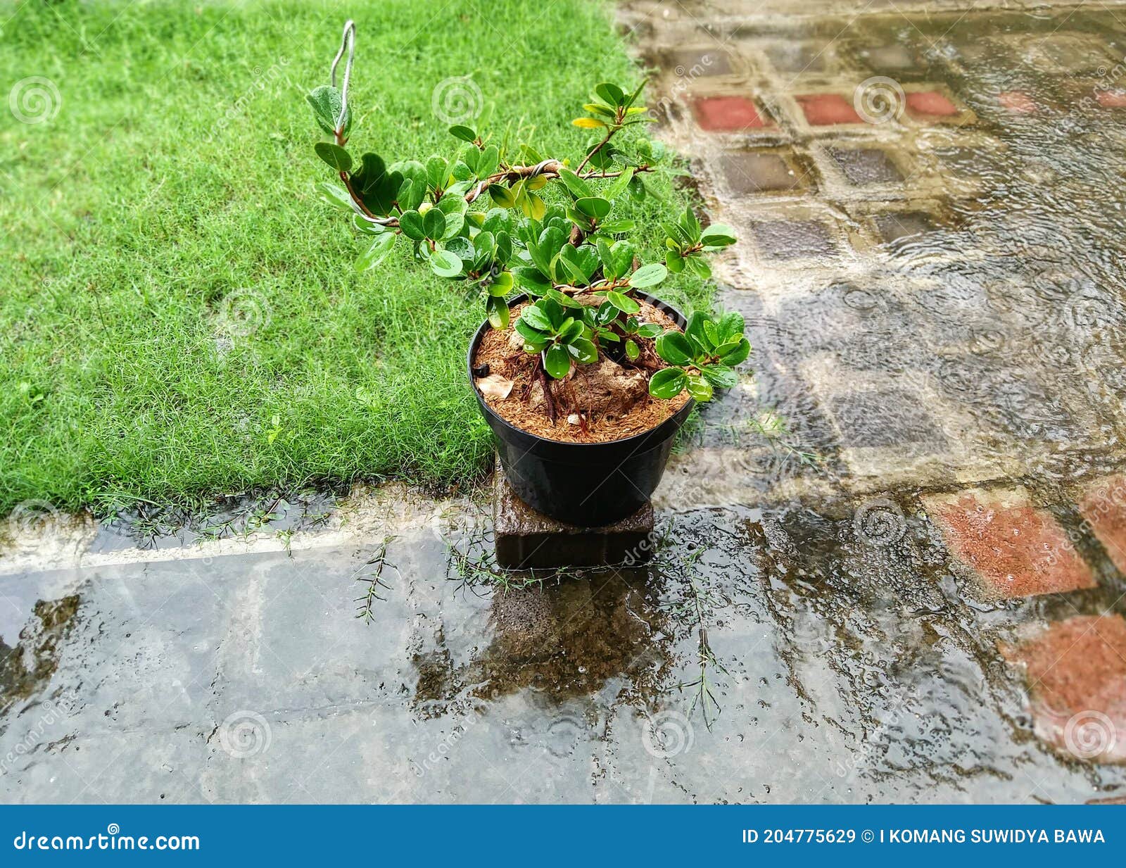 Bonsai Dollar Plants in the Rain Stock Image Image of rain, plants