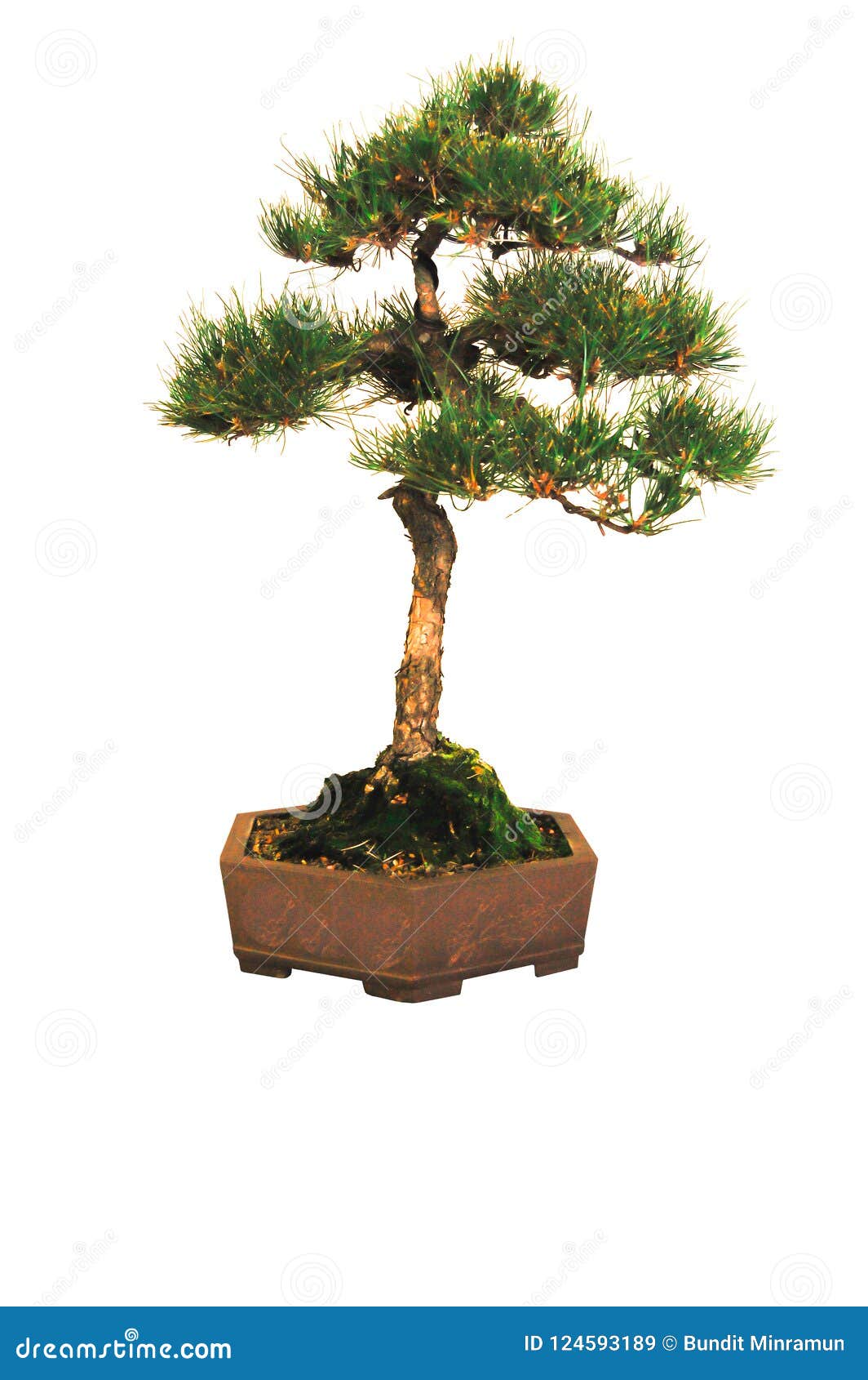 Bonsai Dwarf Pine Tree in a Brown Ceramic Pot Isolated on White