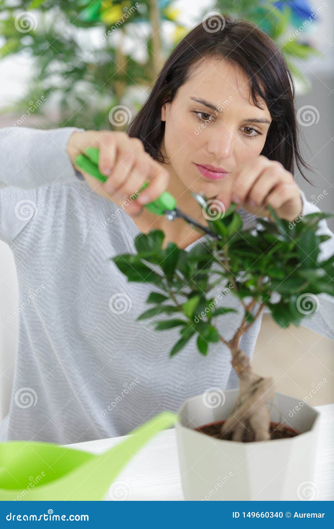 Bonsai Equipment and Step Making Bonsai Stock Photo Image of culture