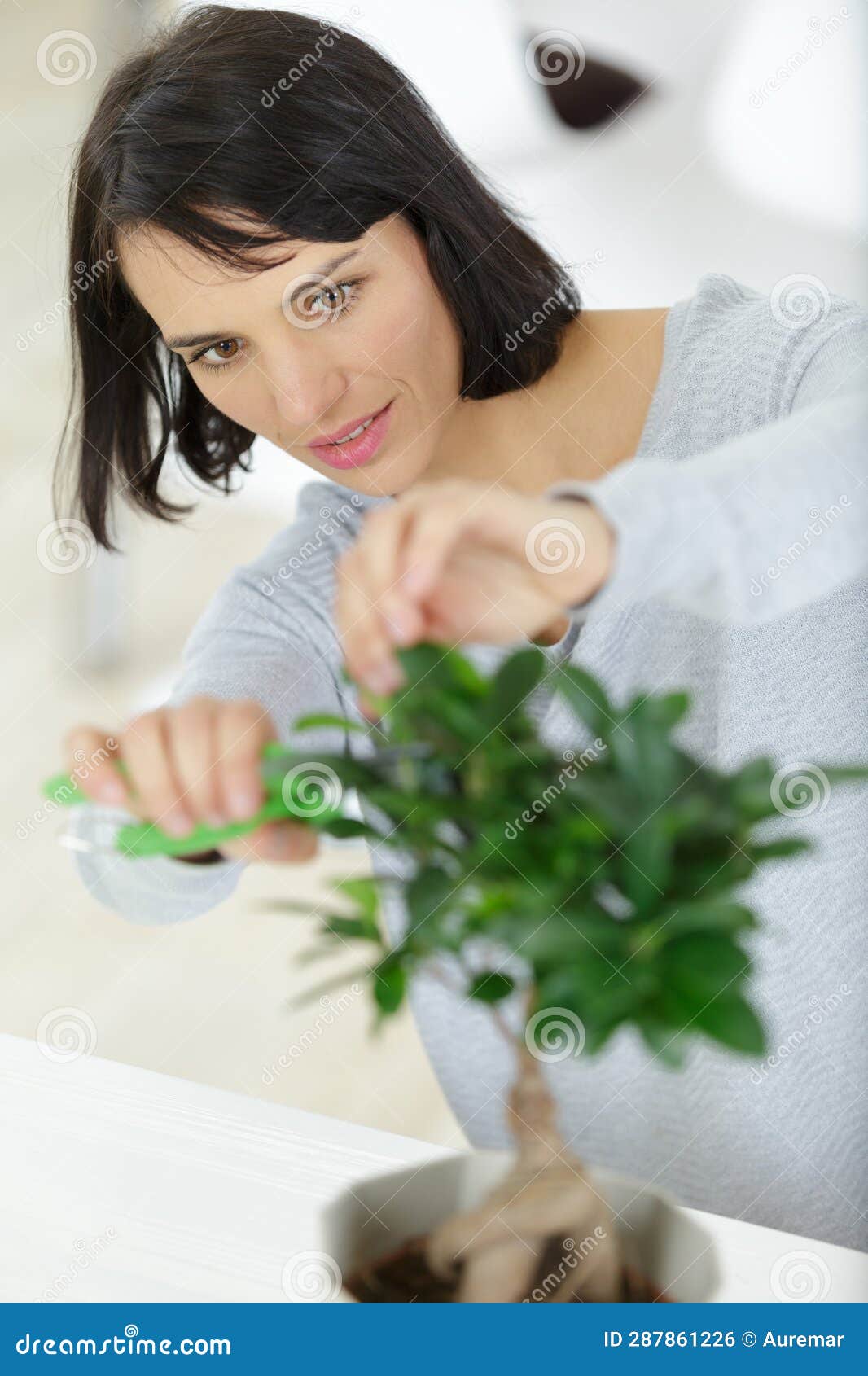 Bonsai Equipment and Step Making Bonsai Stock Photo Image of scissors