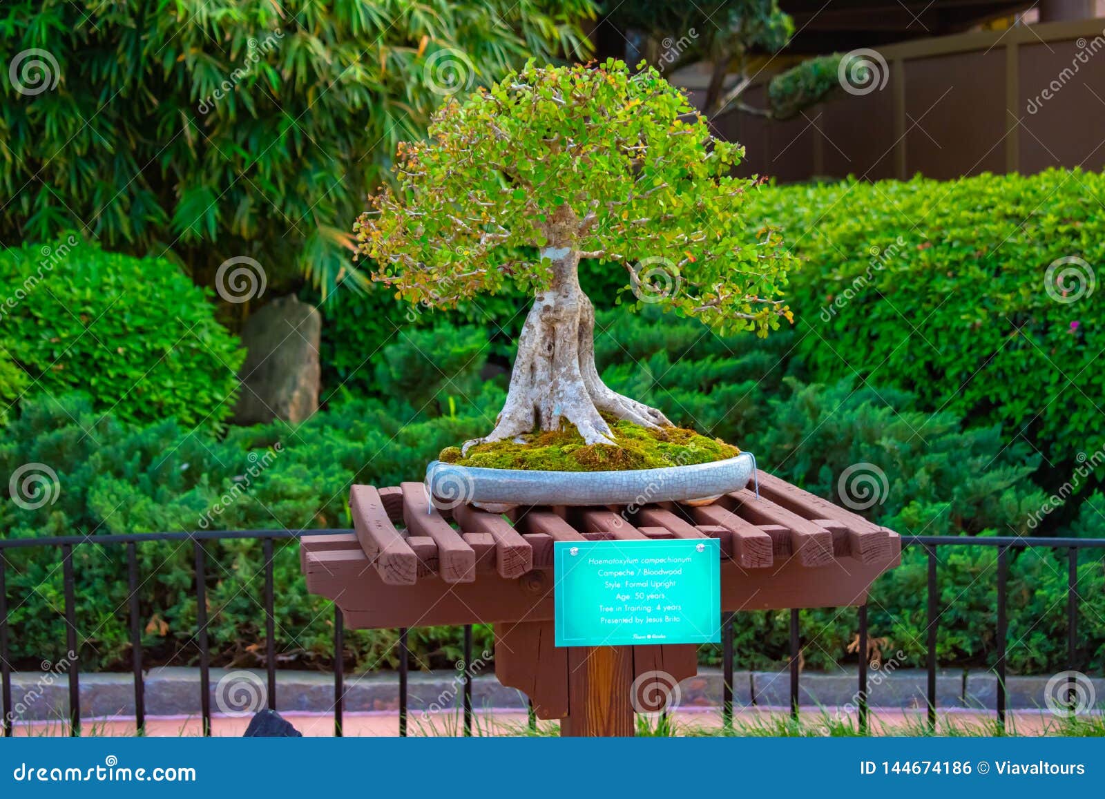 Bonsai Exhibited In China Pavilion At Epcot In Walt Disney World