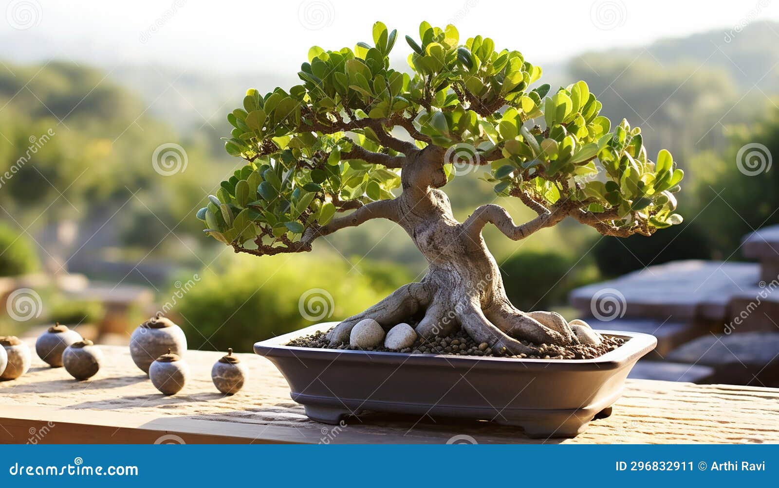 A Bonsai Fig Tree, Its Tiny Figs Adorned with Dew Droplets Stock