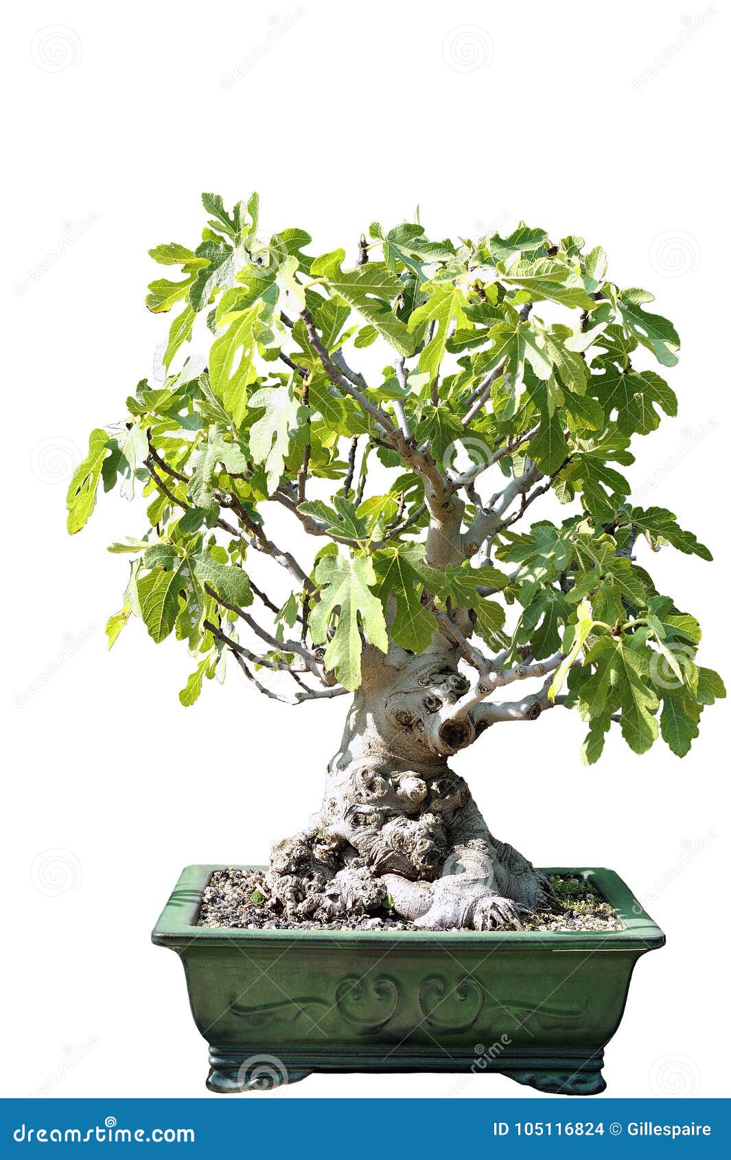 Bonsai of a Fig Tree in Pot Stock Photo Image of plant, asian 105116824