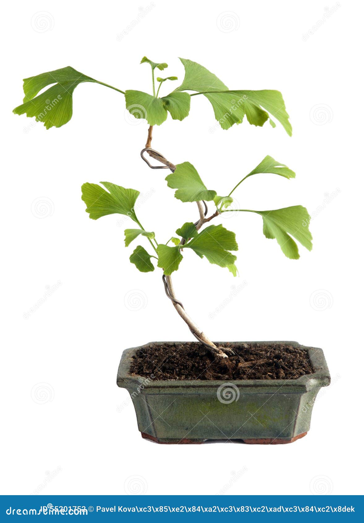 Bonsai, Ginkgo biloba stock photo. Image of deformation 55201752