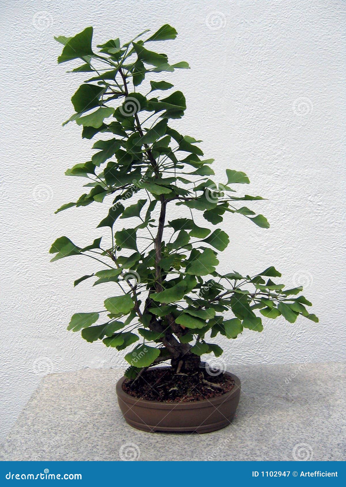 Bonsai ginkgo tree stock image. Image of small, leaves 1102947