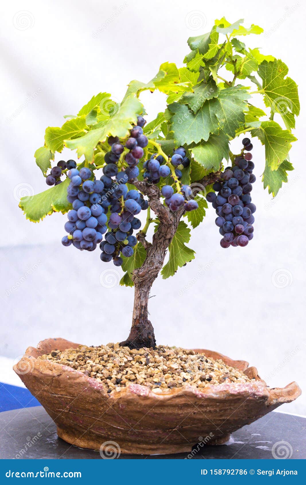 Bonsai of a Grape Vine with Hanging Grape Clusters Stock Photo Image