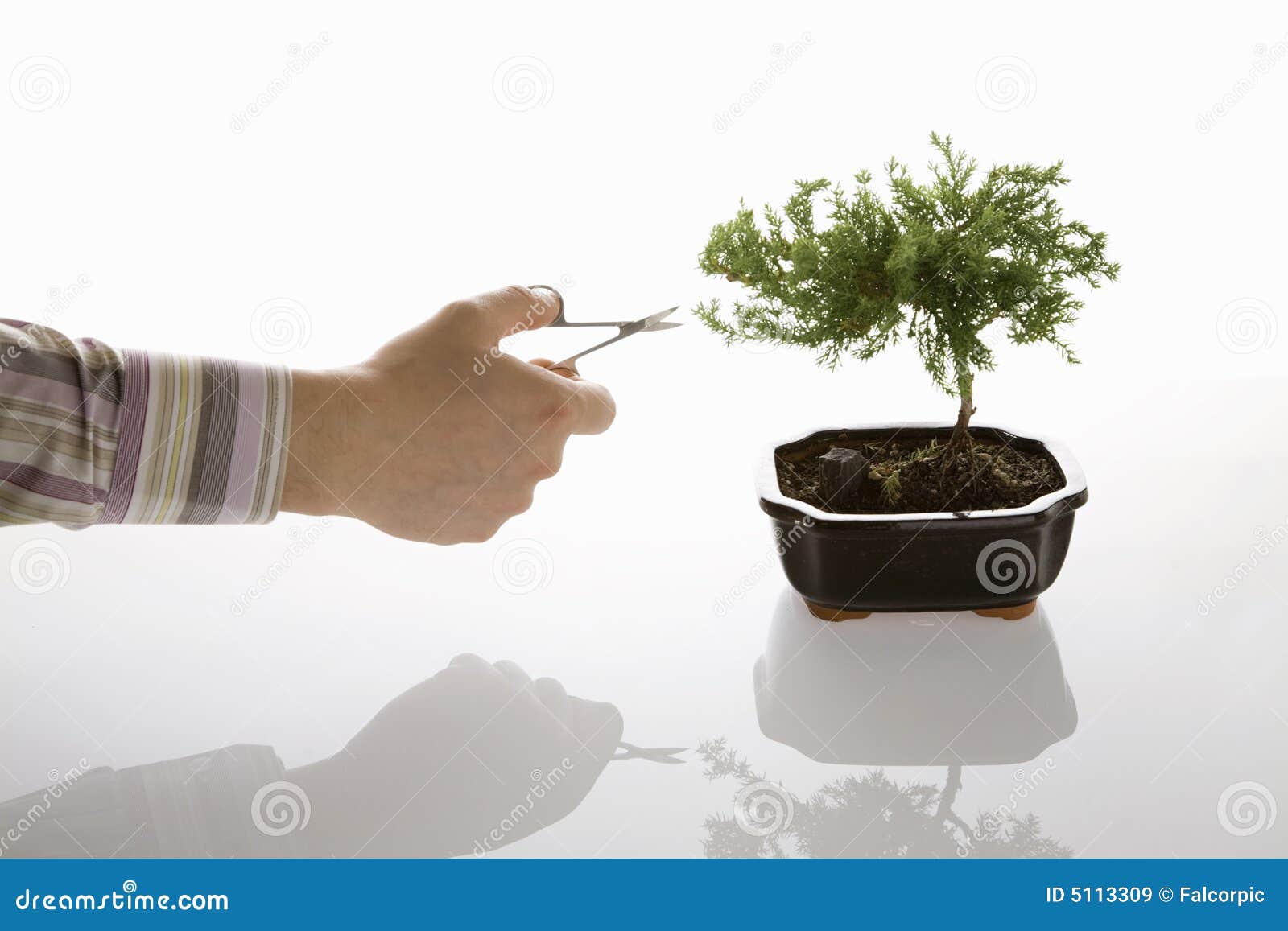 Bonsai grooming stock image. Image of tree, tiny, care 5113309