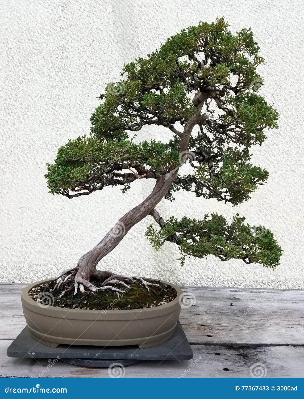 Bonsai miniature juniper stock image. Image of asian 77367433