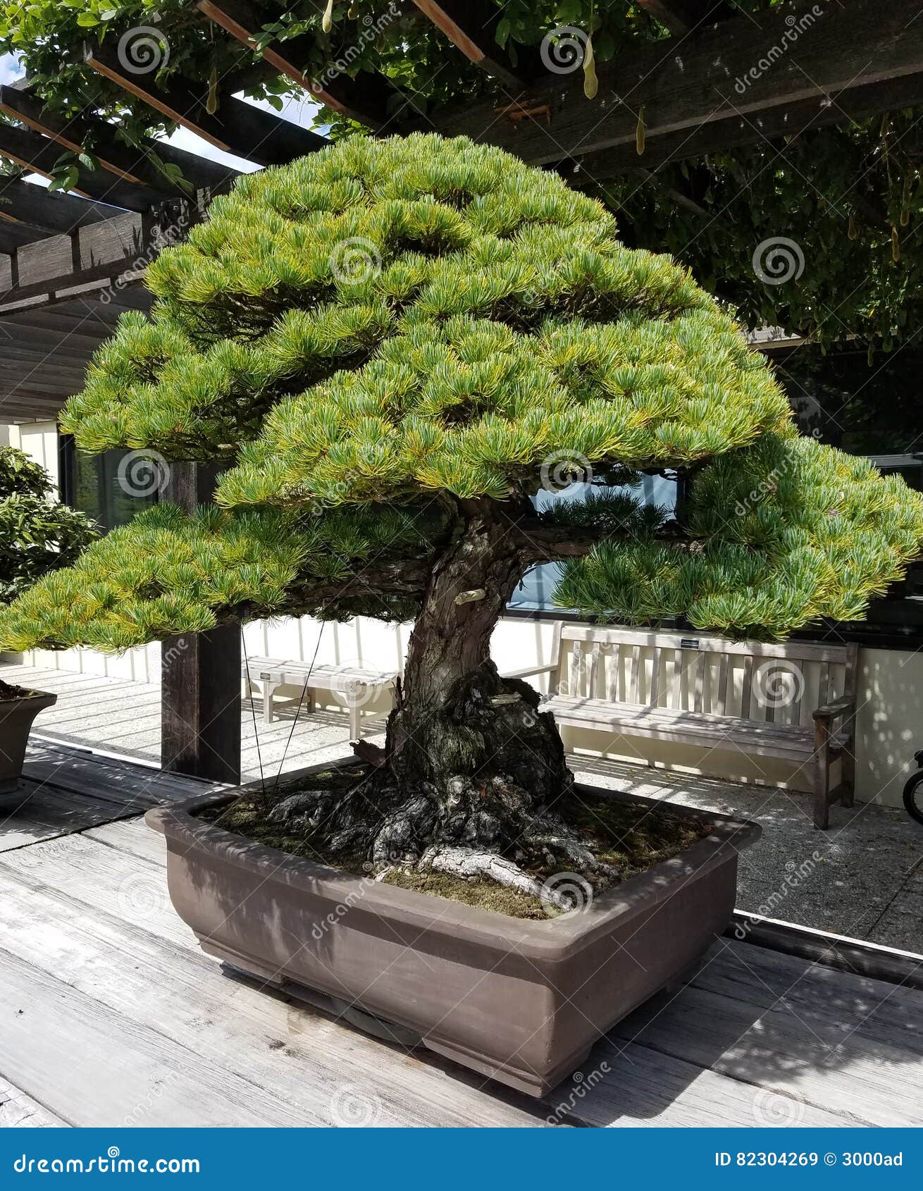 Bonsai miniature Pine tree stock image. Image of botany 82304269