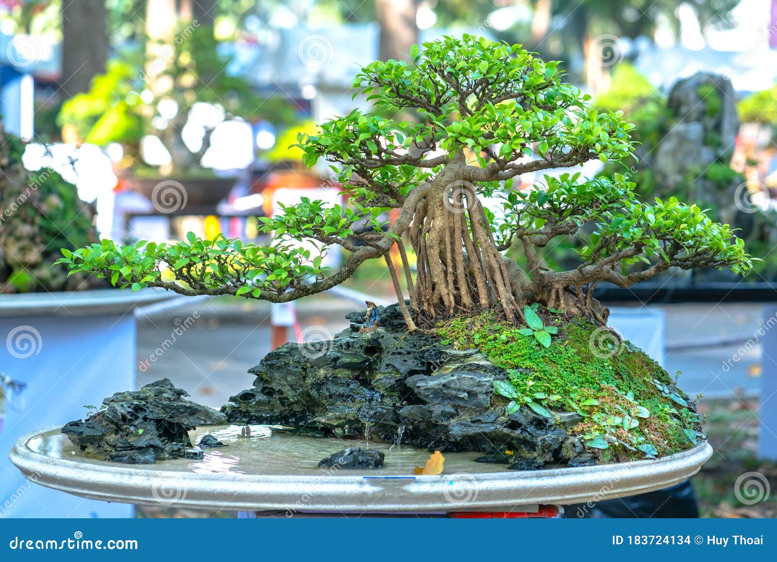 Bonsai And Penjing With Miniature In A Tray Stock Photo Image Of Austerity Branch 183724134