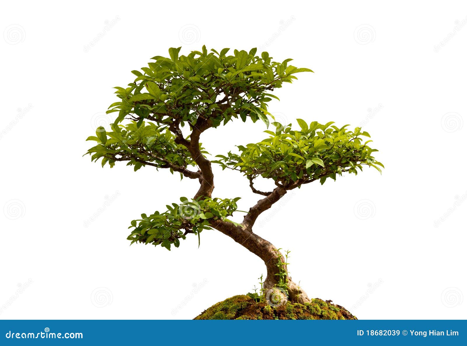 Bonsai plant stock image. Image of cultural, gardening 18682039