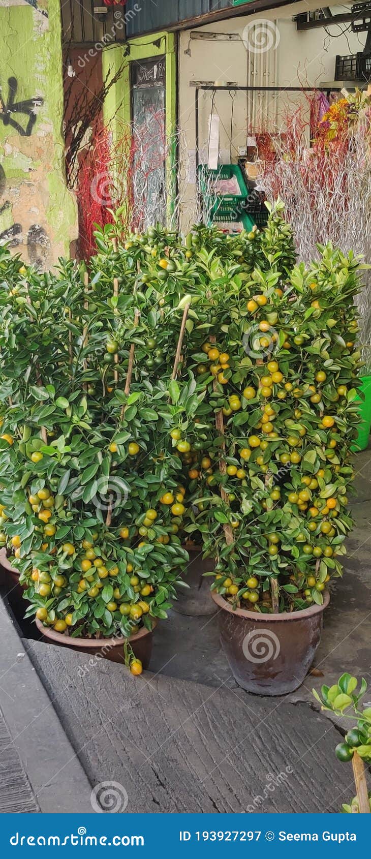 Bonsai Plant of Orange with Lots of Tiny Oranges Stock Image Image of