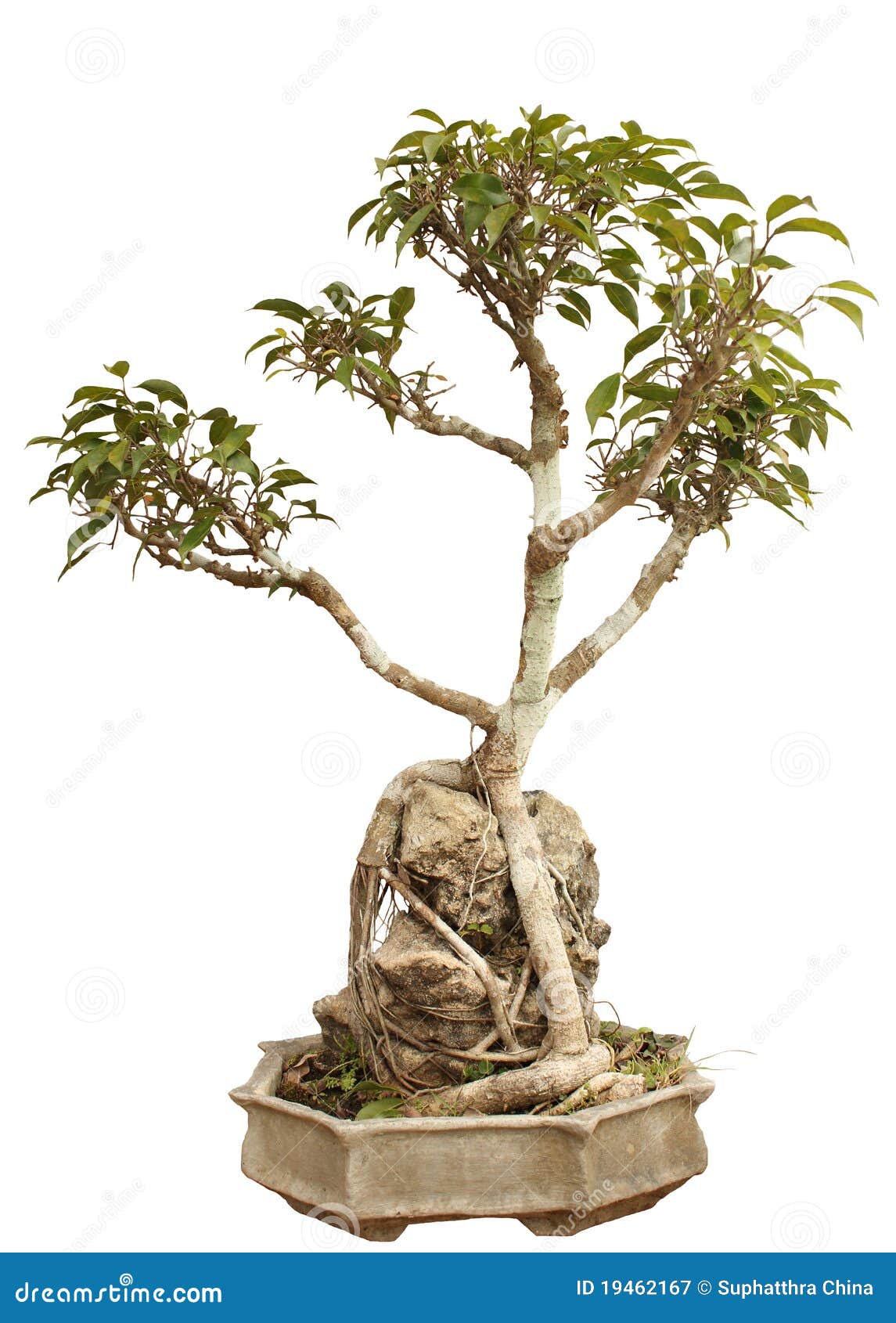 Bonsai plant in a pot stock image. Image of bonsai, chinese 19462167