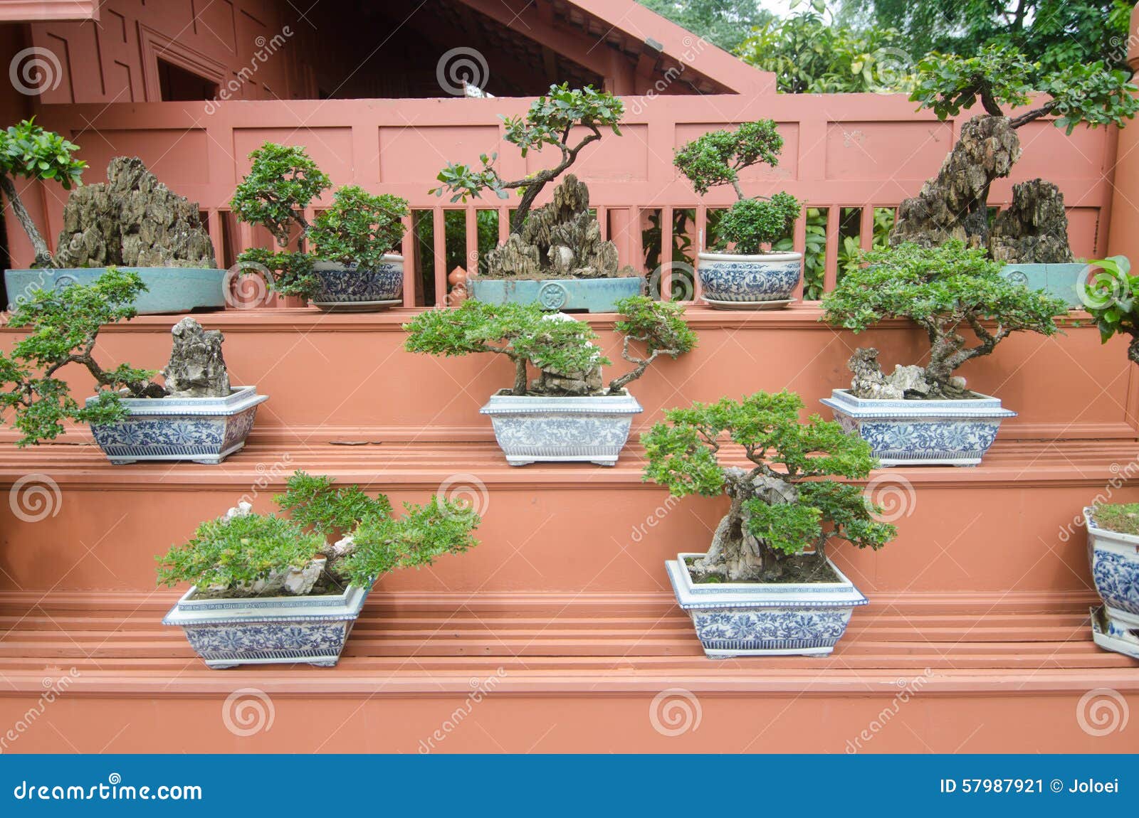 Bonsai Plants In The Garden In Front Of The House. Stock Image