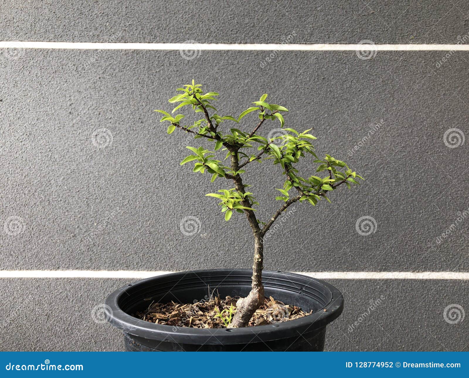  Bonsai  in pot  stock foto  Afbeelding bestaande uit dood 