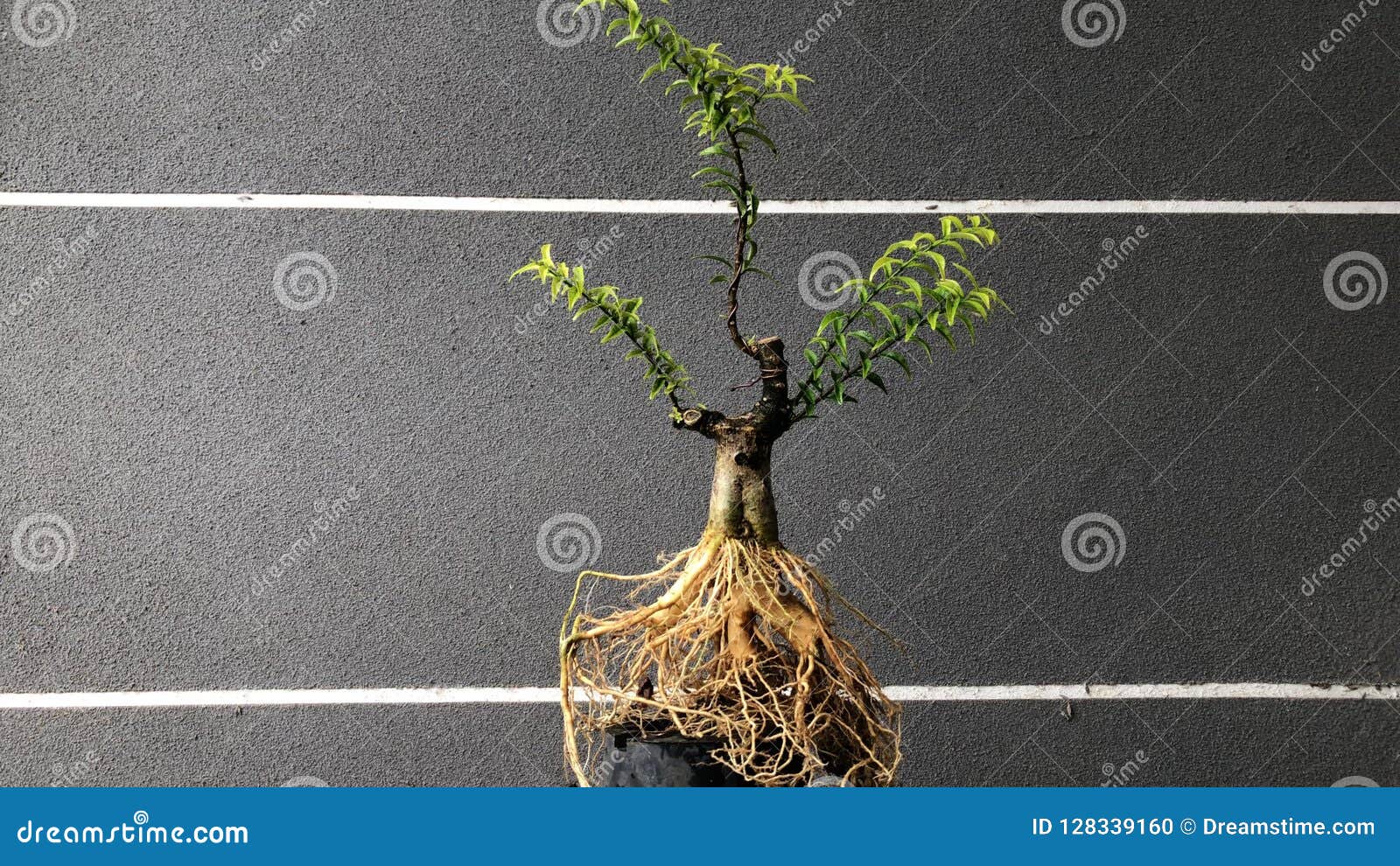 Bonsai in pot stock photo. Image of root, life, black 128339160