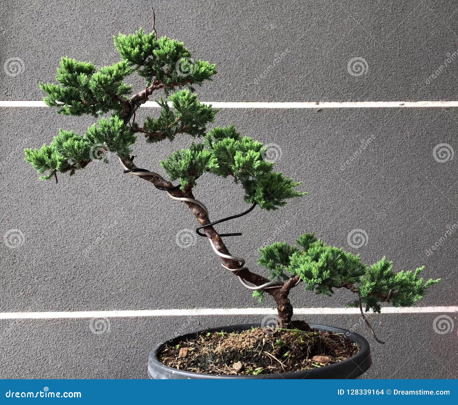 Bonsai in pot stock photo. Image of roots, beauty, natural 128339164