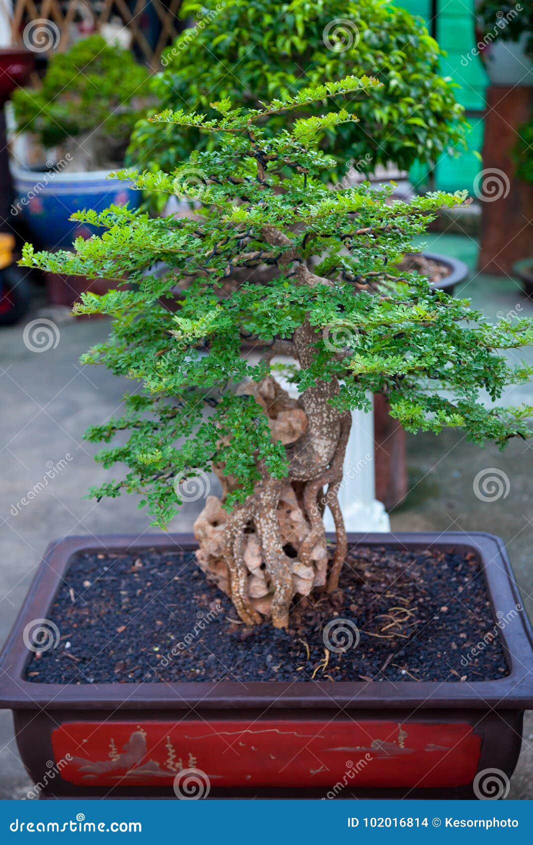  Bonsai  in pots  stock photo Image of asia soil 