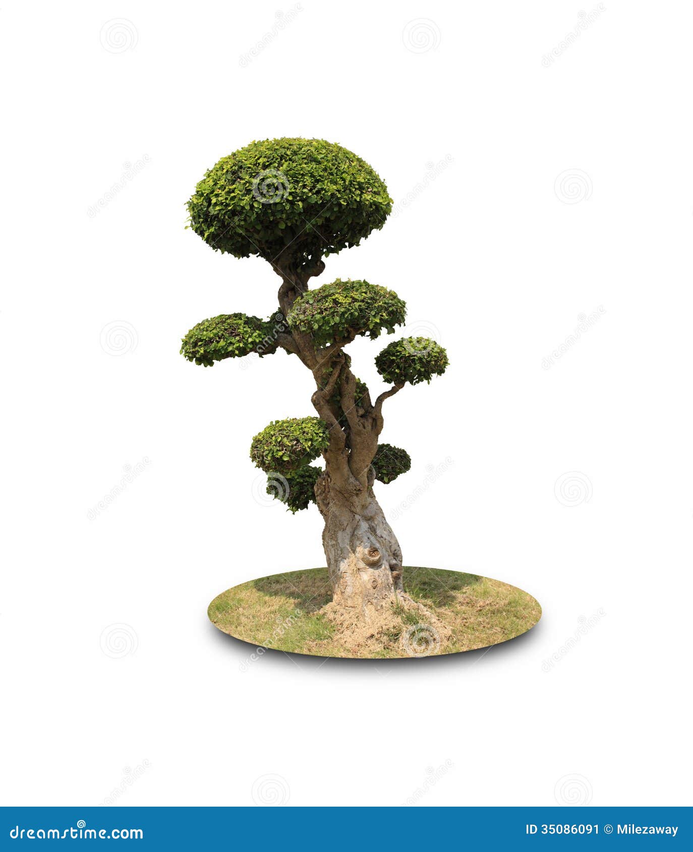 Bonsai Shaped Decorative Tree Stock Image Image of bonsai, cutting