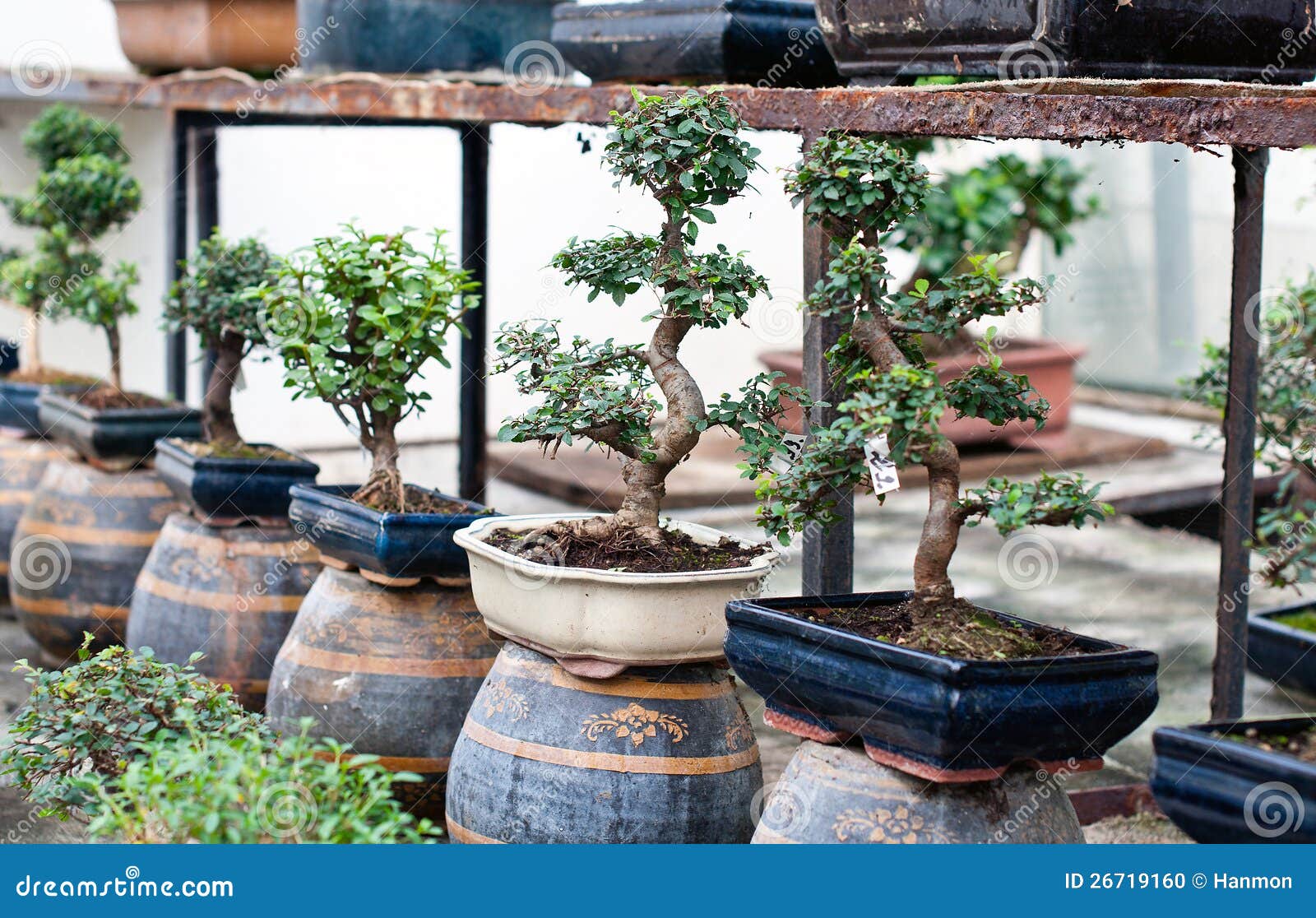 Bonsai shop stock photo. Image of growth, japanese, hobby 26719160