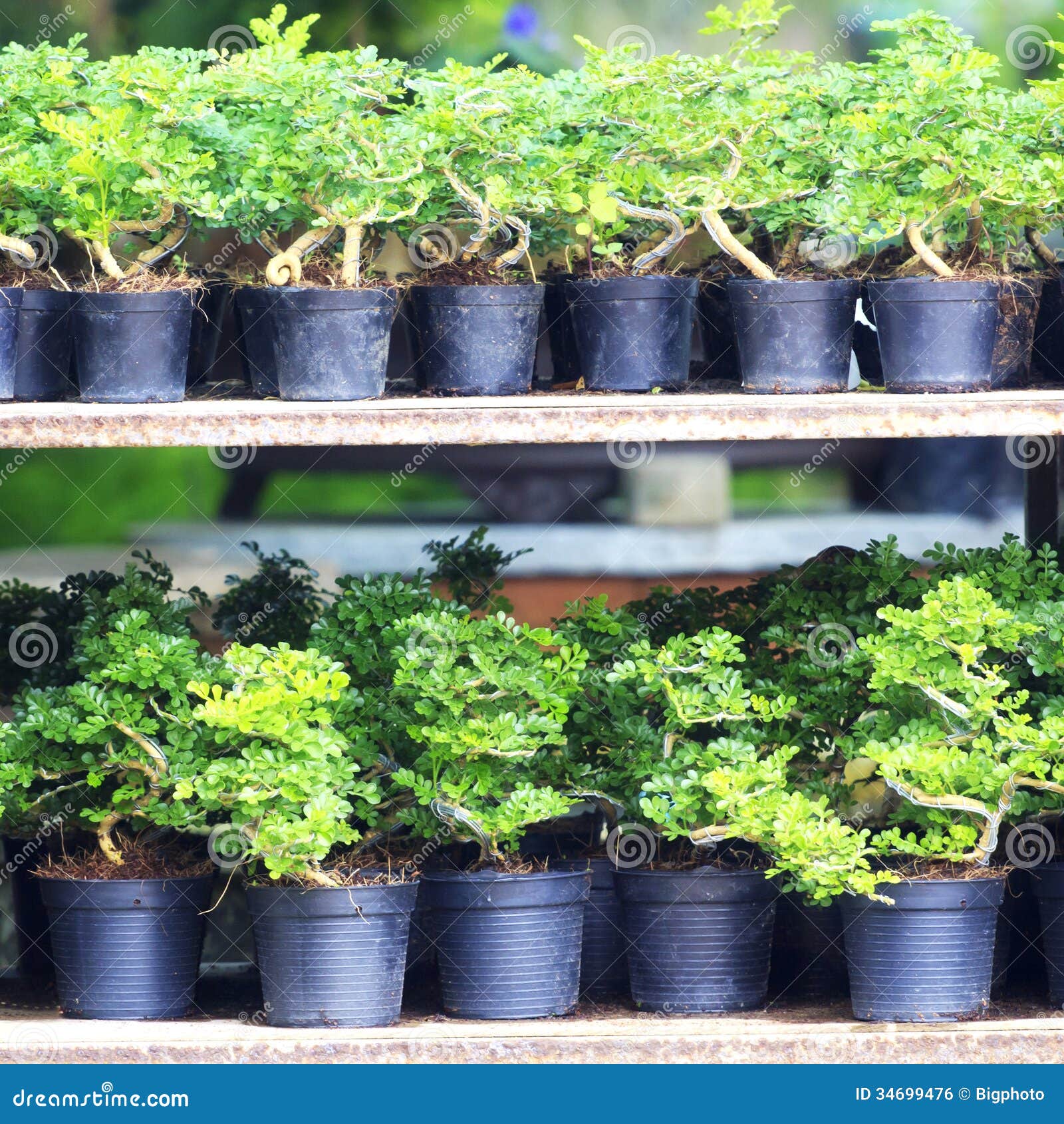 Bonsai Shop, Growing Tree for Sale Stock Photo Image of gardening