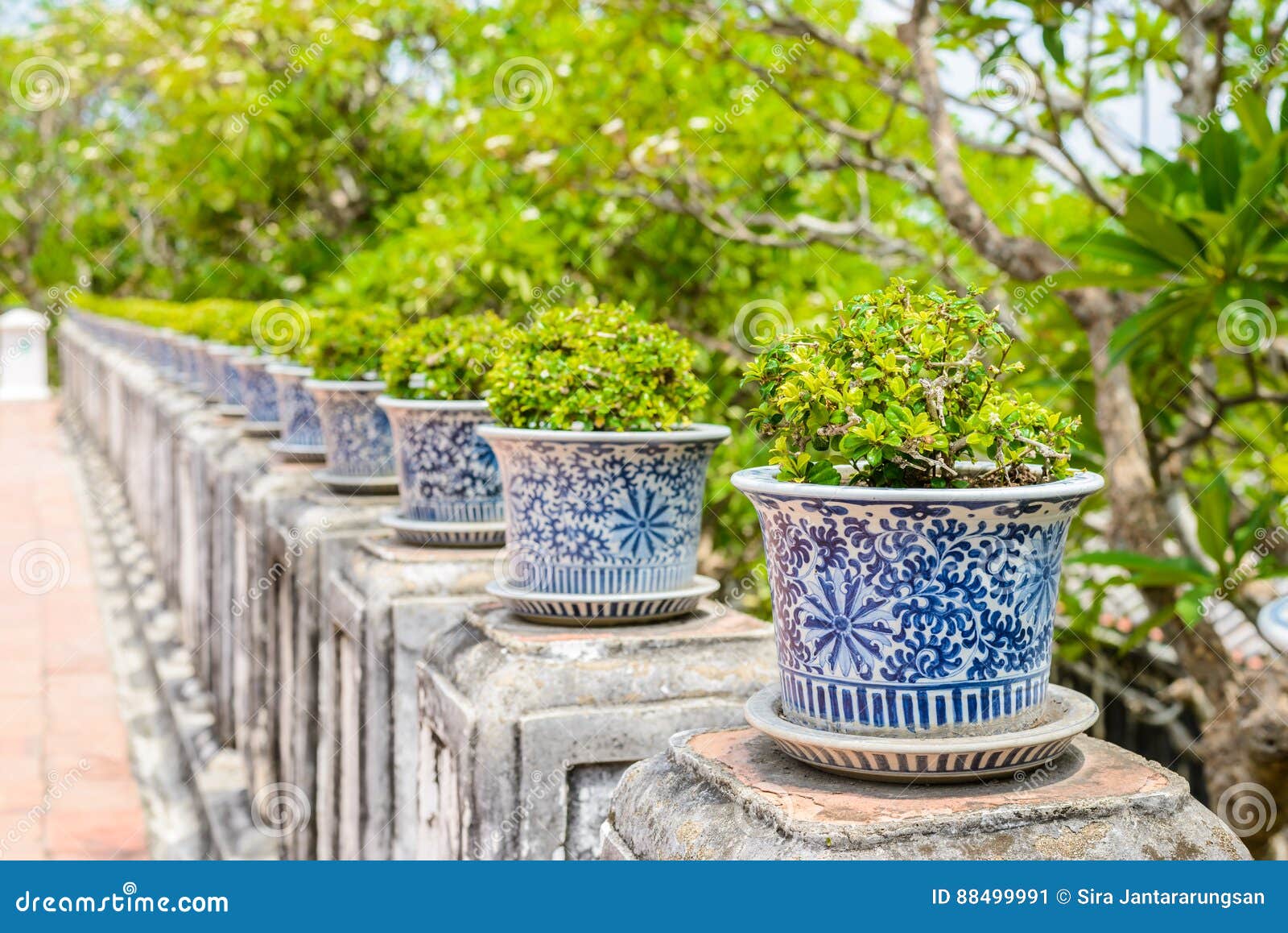 盆景，暹罗粗灌木在瓷罐