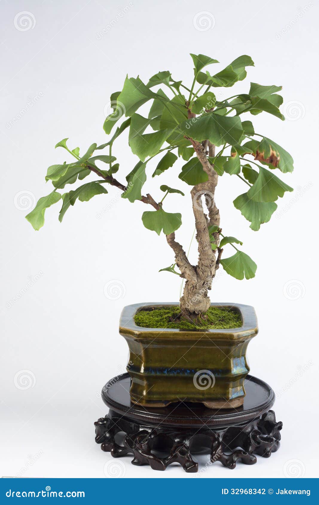 Bonsai stock photo. Image of flowerpot, sculpture, potted 32968342