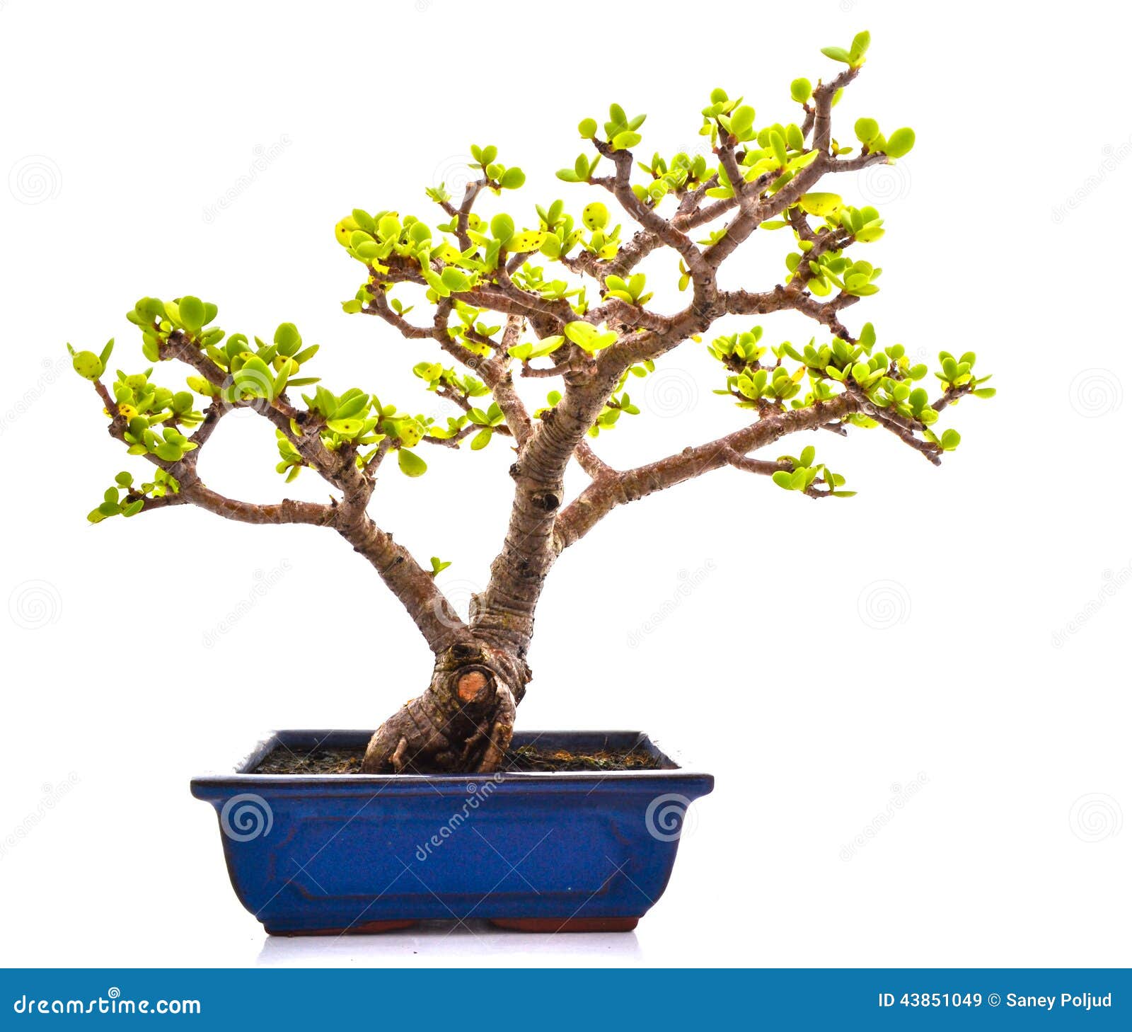 Bonsai stock image. Image of bonsai, hobby, china, nature 43851049