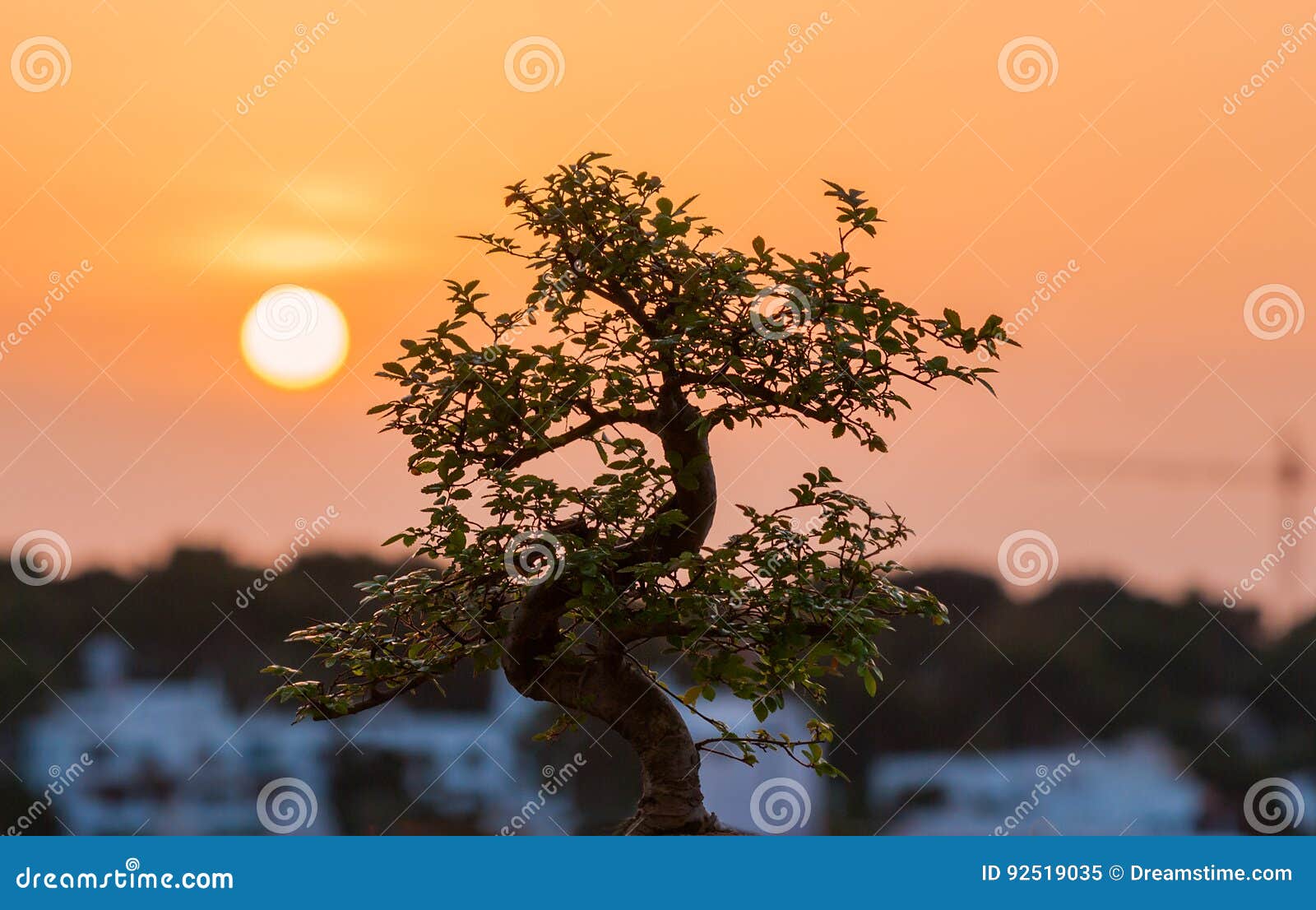 Bonsai and sunset stock image. Image of beauty, branding 92519035