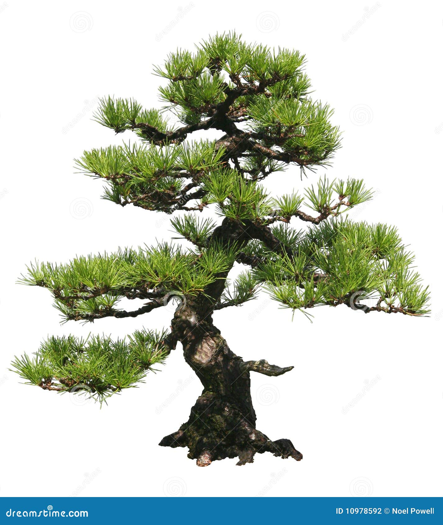 Bonsai Tree stock photo. Image of dwarf, branches, miniature 10978592