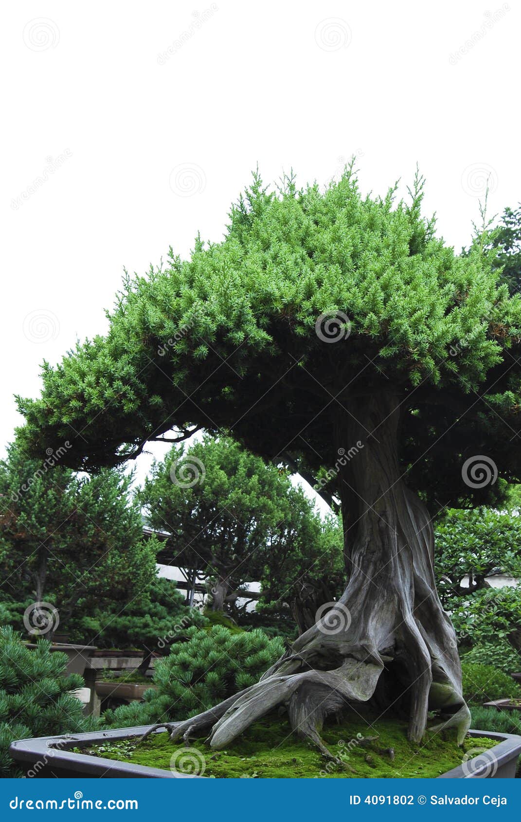 555 Banzai Trees Royalty-Free Images, Stock Photos & Pictures