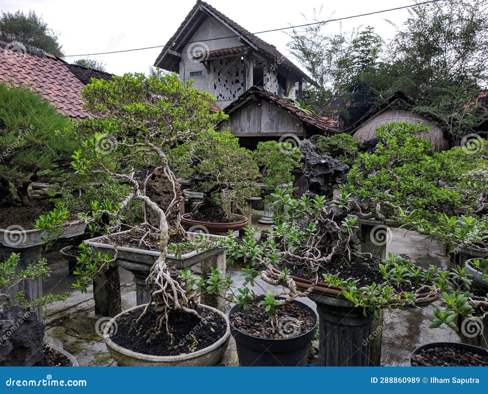 Bonsai Tree at Bonsai Cultivation Garden Stock Image Image of asian