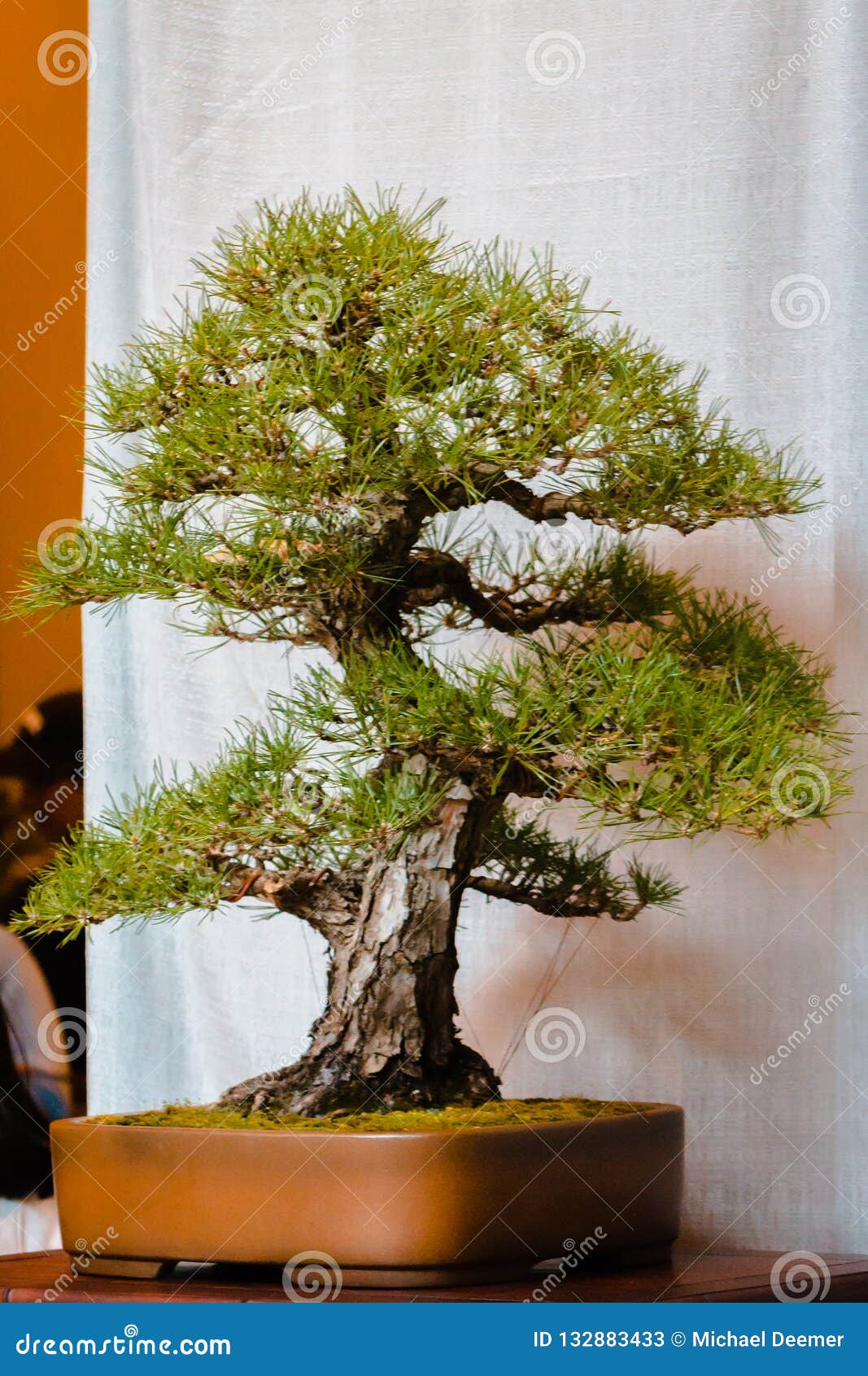 Bonsai Tree at the Bonsai Tree Show at the Frederik Meijer Gardens in