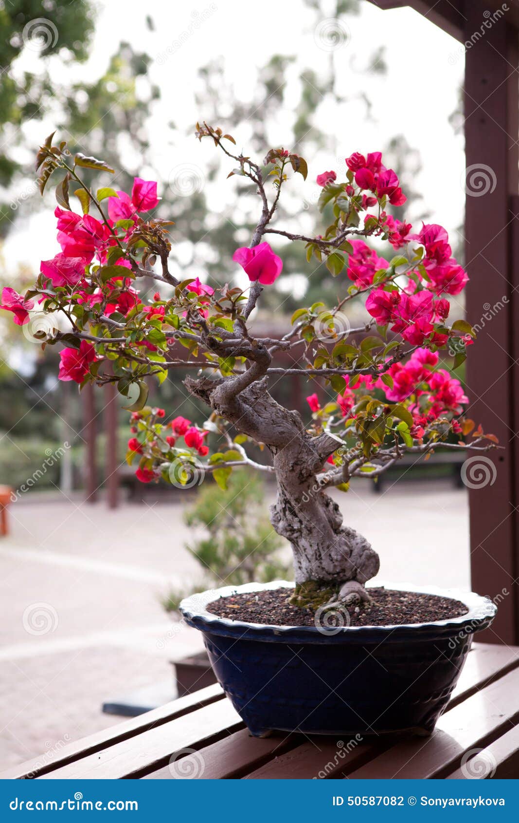 Bonsai tree stock photo. Image of bonsai, bougainvillea 50587082