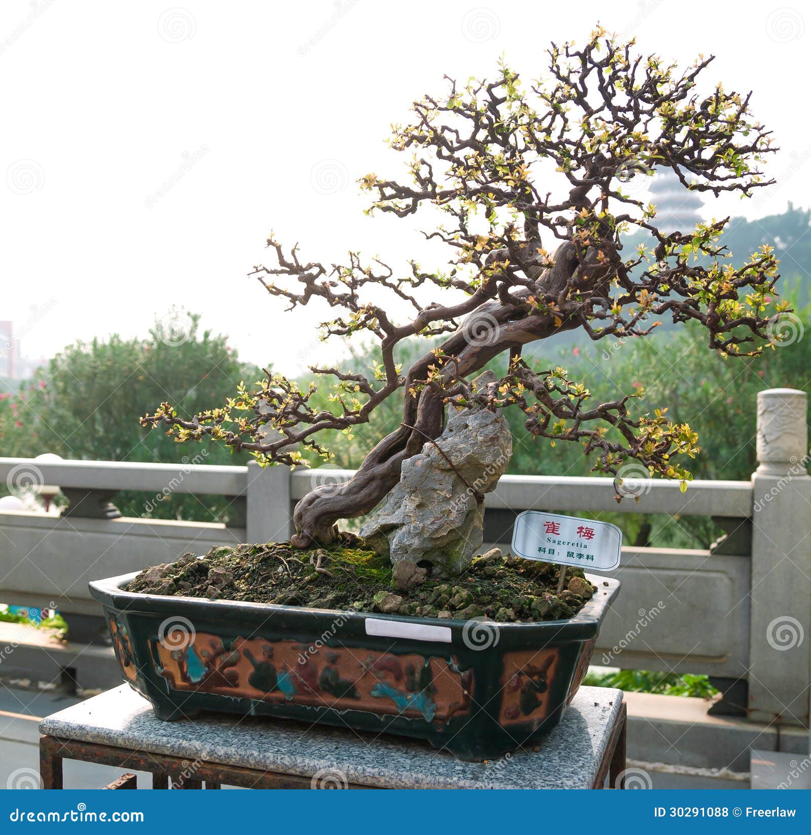 Bonsai tree stock photo. Image of asia, plant, china 30291088