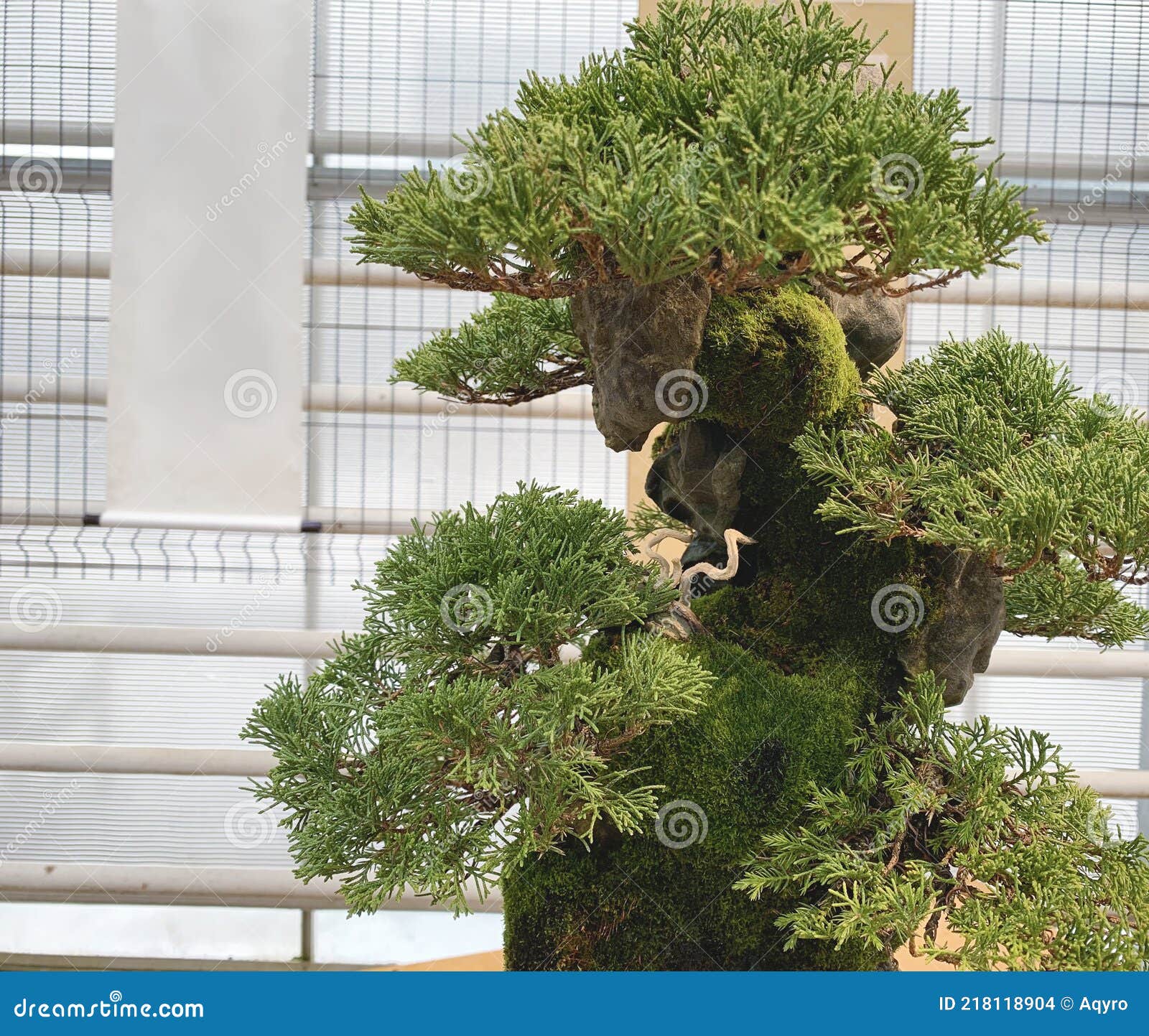 Bonsai Tree Composition on Stone. Stock Photo Image of green, element